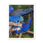 Blue macaw parrots fighting photograph picture postcards