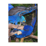 Blue macaw parrots fighting photograph picture postcards