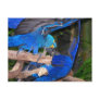 Blue macaw parrots fighting photograph picture postcards