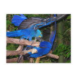 Blue macaw parrots fighting photograph picture postcard