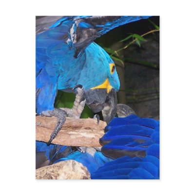Blue macaw parrots fighting photograph picture postcard by SusansZooCrew