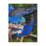 Blue macaw parrots fighting photograph picture postcards