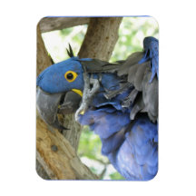 Blue Macaw  Premium Magnet