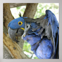 Blue Macaw Print