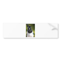 Blue Magpie Jay Bumper Sticker