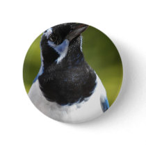 Blue Magpie Jay Button