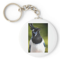 Blue Magpie Jay Keychains