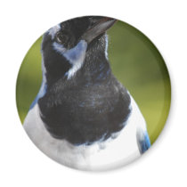 Blue Magpie Jay Refrigerator Magnets