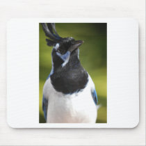 Blue Magpie Jay Mouse Pads