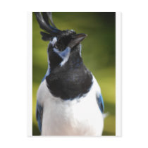 Blue Magpie Jay Postcard