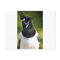 Blue Magpie Jay Post Cards
