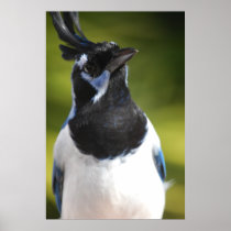 Blue Magpie Jay Poster Print