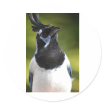 Blue Magpie Jay Stickers