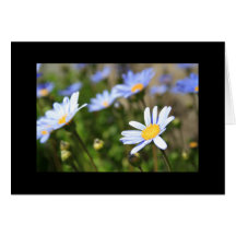 Blue Marguerite Flowers Greeting Card and Note Car