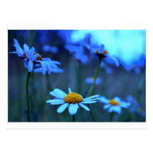 Blue Marguerites Postcard