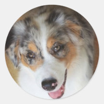 Blue Merle Australian Shepherd Sticker