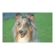 Blue Merle Collie Sticker