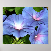 Blue Morning Glory Canvas Print