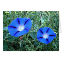 Blue Morning Glory Greeting Card
