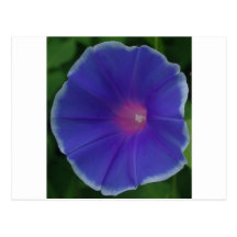 BLUE MORNING GLORY POST CARDS