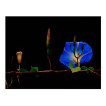 blue morning glory postcards