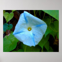 Blue Morning Glory Print
