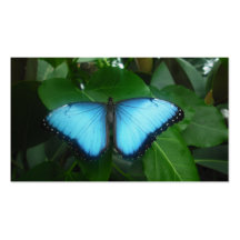 blue morpho business card