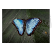 Blue Morpho Butterfly card