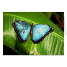 Blue Morpho Butterfly Card