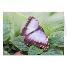 Blue morpho butterfly cards