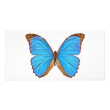 Blue Morpho Butterfly (Menelaus Blue Morpho, Morph Personalized Photo Card