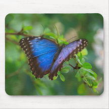 Blue Morpho Butterfly Mousepad