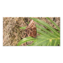 Blue Morpho Butterfly Photographic Print
