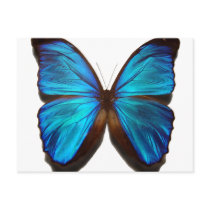 Blue Morpho Butterfly Postcard