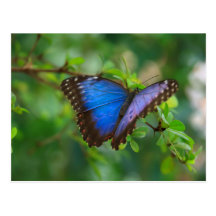 Blue Morpho Butterfly Postcard