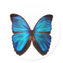 Blue Morpho Butterfly Stickers