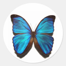 Blue Morpho Butterfly Stickers