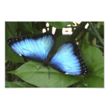 Blue Morpho I. Photo Print