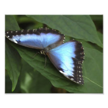 Blue Morpho II. Photo Art
