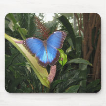 Blue Morpho Peleides Mousepad
