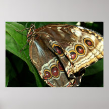 Blue Morpho Posters