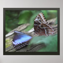 Blue Morphos Canvas Print