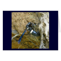 Blue Mud Dauber Wasp Note Card