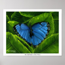 "Blue Night Butterfly" by Maria Williams Posters