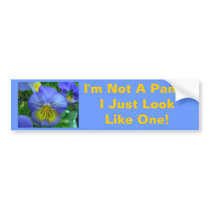Blue Pansy