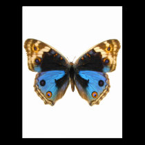 Blue Pansy Butterfly postcards