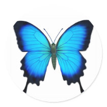 Blue Papilio Ulysses Butterfly Stickers