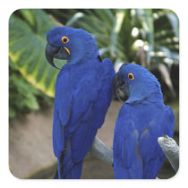 Blue Parrots Birds Photo Sticker