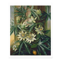 Blue Passion Flower for the 'Temple of Flora' by R posters