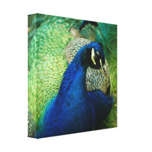 Blue Peacock Canvas Print
